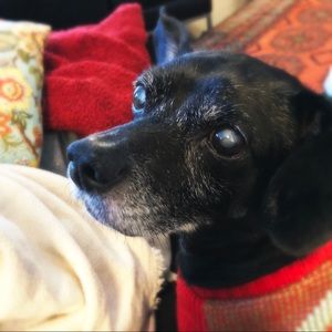 Meet your Posher, Tonia